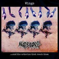 MIDDLING - Wings and the arteries that reach them