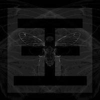 Reflections - Cicada