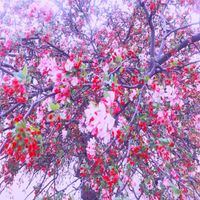 Sadness / Stellafera - cherish