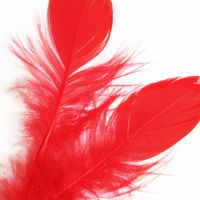 Music Hater - Red Feathers