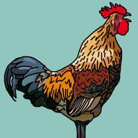 CHEESEDADDY - The Rooster Incident