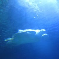 Traumprinz - Blue Turtle