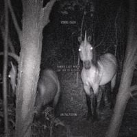 1017 ALYX 9SM & Ethel Cain - Famous Last Words (An Ode to Eaters)