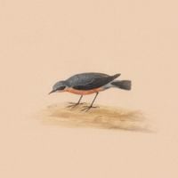 FR13ND - Robin