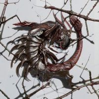 Dasychira - Immolated