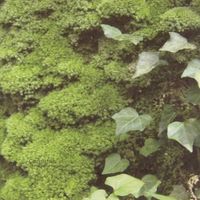Various Artists - Circulation: The Sounds of the Moss