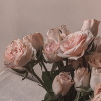 ASHER. - IRENE