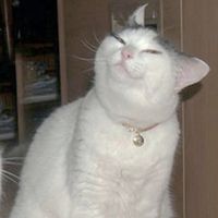 Rebe - Wapa wapa wapa wapa wapa wapa