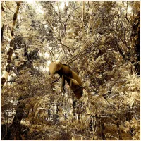 Francisco L&oacute;pez - untitled (2021-2022)