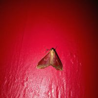 Prince Josh - Moth