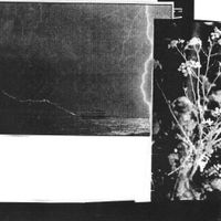 Cremation Lily - Lovers Against the Rocks
