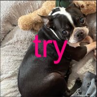 Sipper - try