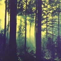 Thy Serpent - Forests of Witchery