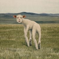 THORNAPPLE - Animal