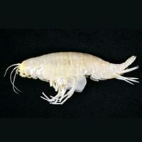 Keyllys - 35.5 Kilometers Deep