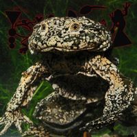 Phyllomedusa - Andean Oxy-Sag
