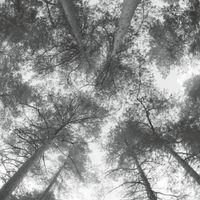 Cassandra Miller - Traveller Song / Thanksong