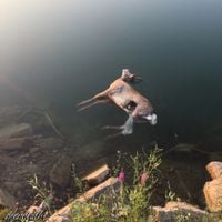 deer death - glass delusion