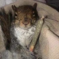 Weed Squirrel - Weed Squirrel (Streaming Edition EP)