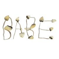 Babe Rainbow - Mushroom