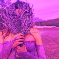 Lavender Fields - Purple