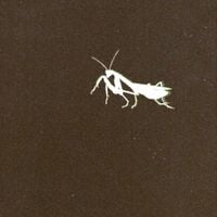 BLCKK - BUG