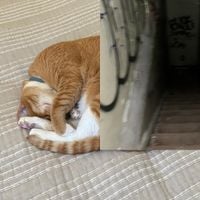 bl4ck m4rket c4rt - Today I Laid Down