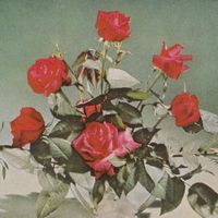 White Poppy - Drifters Gold