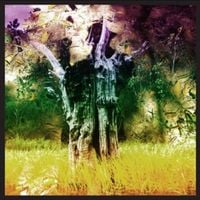 Animal Collective - Meeting of the Waters