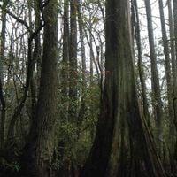 Thou / Leech - We Pass Like Night, From Land to Land