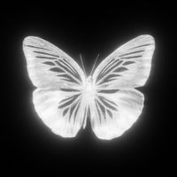 Fuera - MARIPOSA