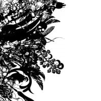 殻 [Kara] - 分裂後