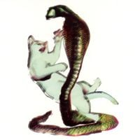 Les Savy Fav - The Cat and the Cobra