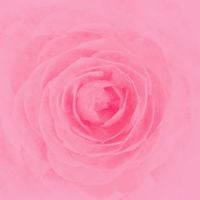 RAY - Camellia