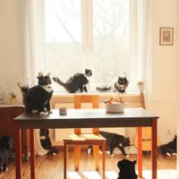 Son Of Deni - Sunday Supper