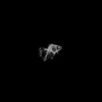 Koraii - Purgatori