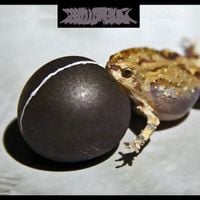 Phyllomedusa - Bulbous&bull;ish