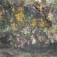 Hive Mind - Elemental Disgrace