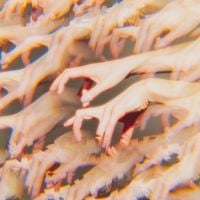 日食なつこ [Natsuko Nisshoku] - mimesis