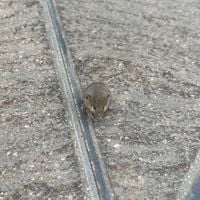 Mall Grab - Mouse