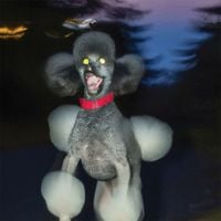 Hit Bargain - A Dog A Deer A Seal