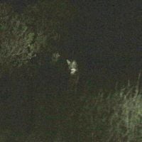 Quedronol - Fioritura