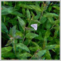 Paperplant - fawning