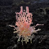 Venus Volcanism - Tissue