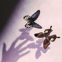 Twinsign - Scry