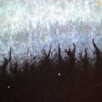 Agalloch - Scars of the Shattered Sky