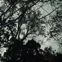Procoa - forbidden love demo