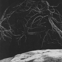 Impermanence - The Towering Roots