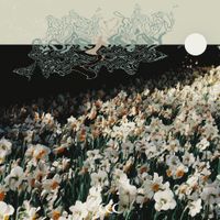atlas - rosemary