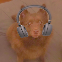MajorKooper - Schipperkes in Rosedale